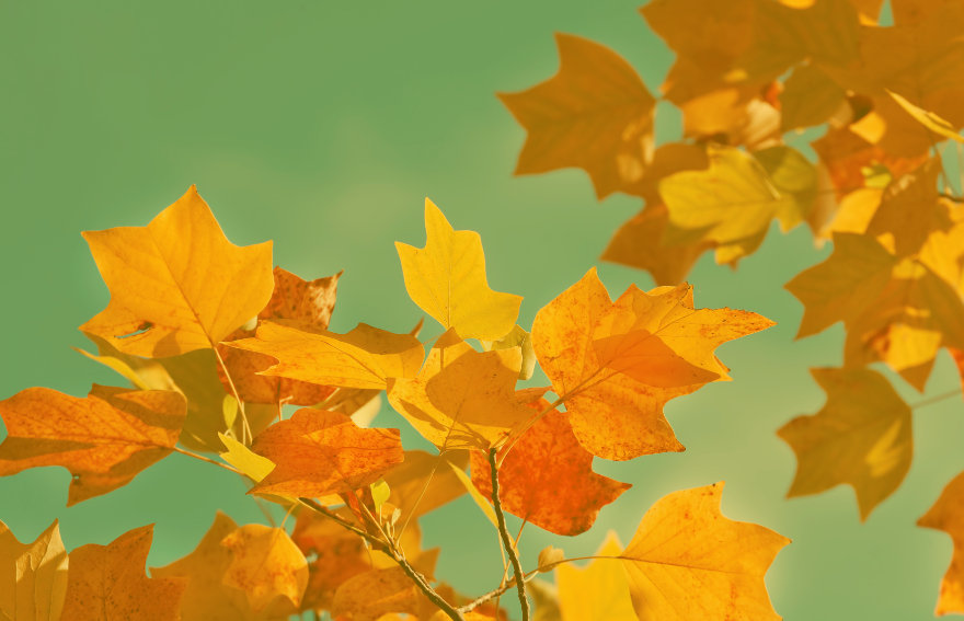 Why Now Is the Right Time to Register with ESP Care